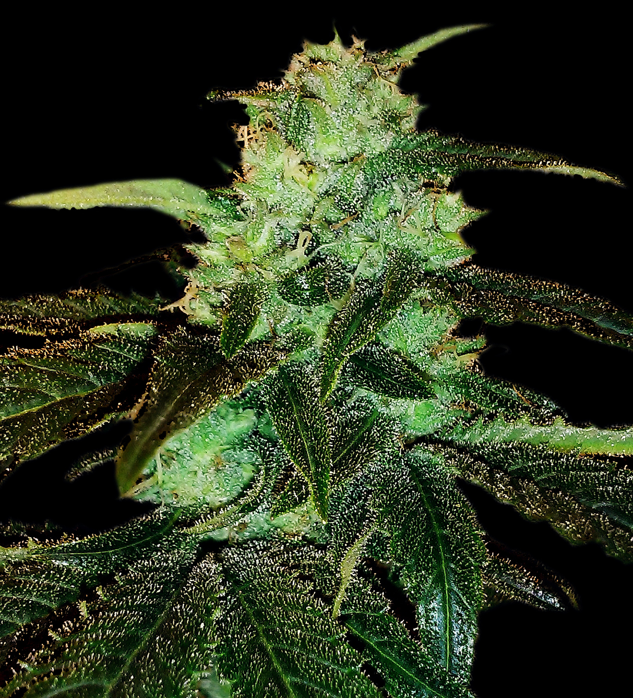 Malana Lemon Hashplant Natural Genetics Seeds