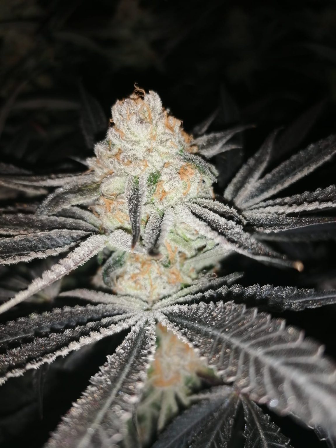 Mint Punch Natural Seeds