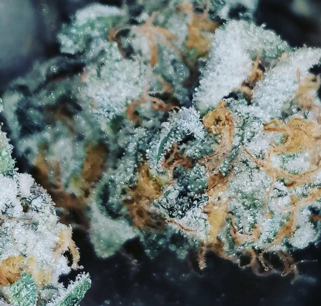 Mint Punch Natural Seeds